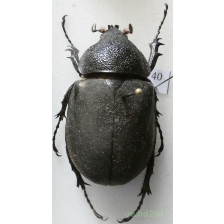 Chalcosoma atlas (Linnaeus, 1758) female Indonesia, Sulawesi 47mm40